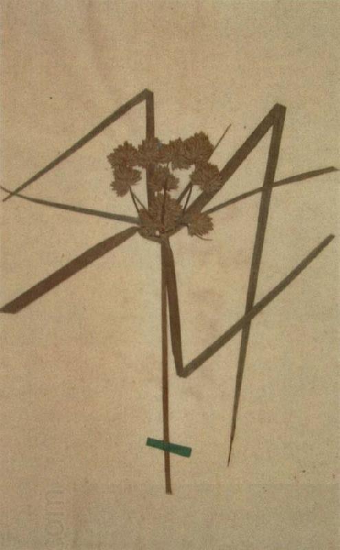 Johann Wolfgang von Goethe Herbarium sheet China oil painting art